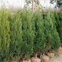 四川有賣(mài)塔柏、四川成都周邊綠化塔柏樹(shù)訂購電話(huà)、快訊