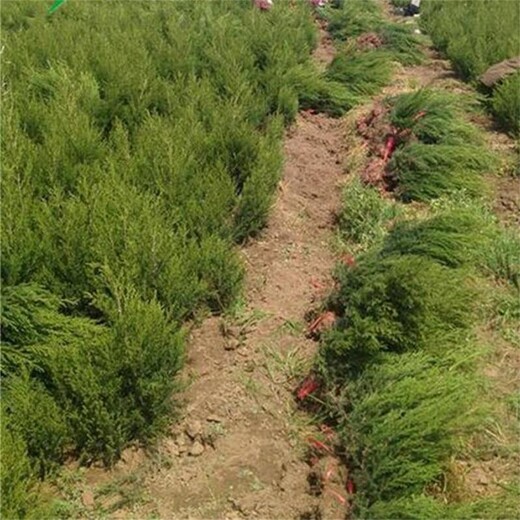 四川有賣(mài)塔柏小苗、宜賓塔柏小苗交易市場(chǎng)、塔柏苗又多又便宜