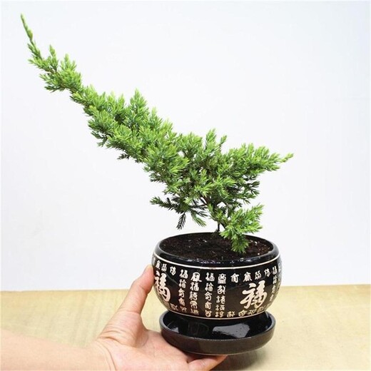 常青地被植物鋪地柏、匍匐生長(cháng).公路荒山護坡綠化、地柏小苗