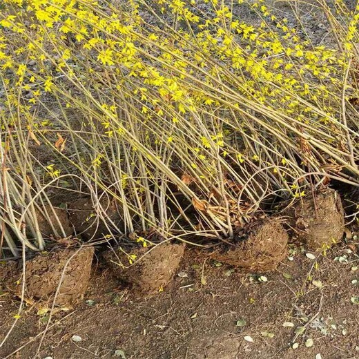 江蘇連翹苗批發(fā)基地、苗齡二年50公分以上高連翹小苗又多又便宜