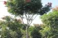 浙江栾树供应、温州市政绿化行道树18公分黄山栾树、落叶乔木