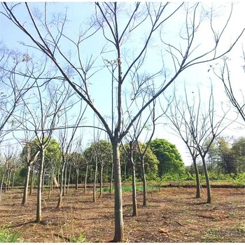 浙江欒樹供應(yīng)、溫州市政綠化行道樹18公分黃山欒樹、落葉喬木