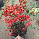 江蘇火棘苗基地，火棘球、火棘小苗不僅便宜帶營養(yǎng)缽還好養(yǎng)活