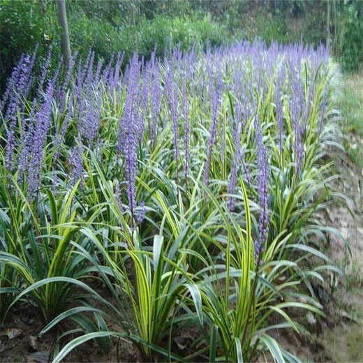 江苏金边麦冬基地、金边麦冬苗便宜又多、麦冬、花叶麦冬