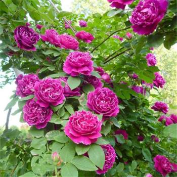 江苏蔷薇种植基地、蔷薇花苗便宜又多、有红花蔷薇粉团蔷薇可选