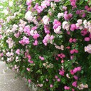江蘇薔薇基地提供，薔薇花哪里買、薔薇花苗哪里便宜的可靠信息