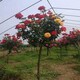 月季花樹3