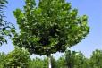  Anhui Fatong, Platanus acerifolia, Bengbu greening Fatong tree supply, deciduous trees, street trees