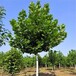  Anhui Fatong, Platanus acerifolia, Bengbu greening Fatong tree supply, deciduous trees, street trees