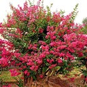 浙江叢生紫薇、浙江杭州叢生紅花紫薇蓬徑1米2米3米批發(fā)