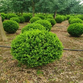 江蘇瓜子黃楊球又多又便宜、冠高50.60.70公分瓜子黃楊球海量供應