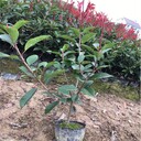 出售紅葉石楠小苗、園林綠化綠籬色塊、營養(yǎng)缽紅葉石楠苗成活率好