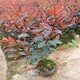 紅葉石楠小苗005