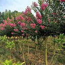 河北紫薇樹供應(yīng)、邯鄲市政綠化5.6.7.8公分紫薇樹價格新調(diào)整