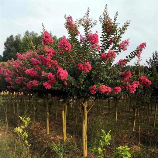 湖北綠化紫薇樹從這里買、十堰紫薇百日紅便宜.4到12公分現挖現賣
