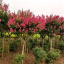 紫薇樹耐寒性好、河北綠化可以栽植、保定紫薇樹有叢生單桿可選