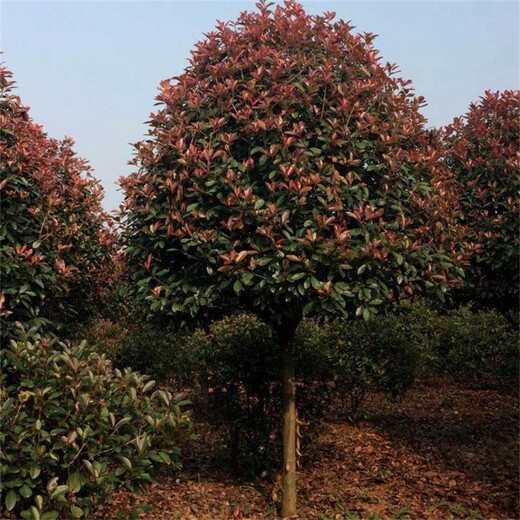銷售高桿紅葉石楠、沒有中間商環(huán)節(jié)、10公分紅葉石楠樹價格更實惠