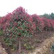 紅葉石楠樹3