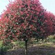 紅葉石楠樹1