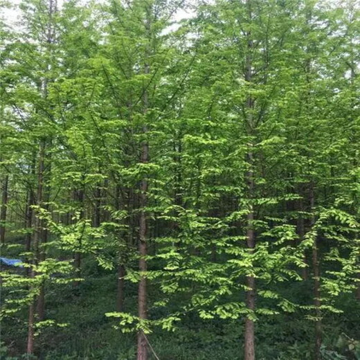 江蘇水杉樹基地、胸徑8公分9公分10公分水杉價格今年更便宜