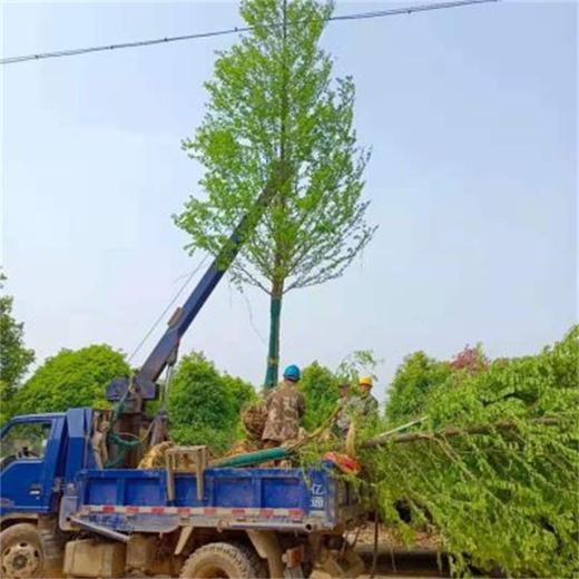 安徽水杉樹批發(fā)、宿州靈璧縣公路綠化10公分水杉樹訂購電話