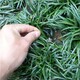 玉龍草2