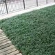 玉龍草3