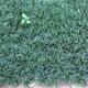 玉龍草4