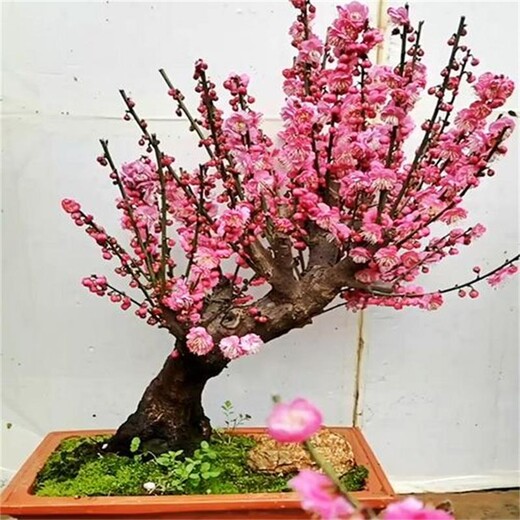 全國(guó)較大的紅梅花/紅梅盆景培育基地在這里，你找對(duì)了嗎