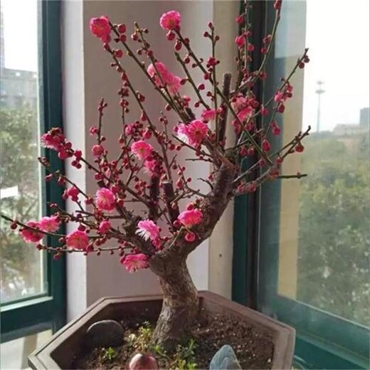 江蘇梅花盆景市場、盆栽朱砂梅盆景、對(duì)版發(fā)貨品種