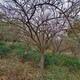 金銀木1203