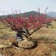 紅梅樹001