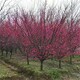 紅梅樹003