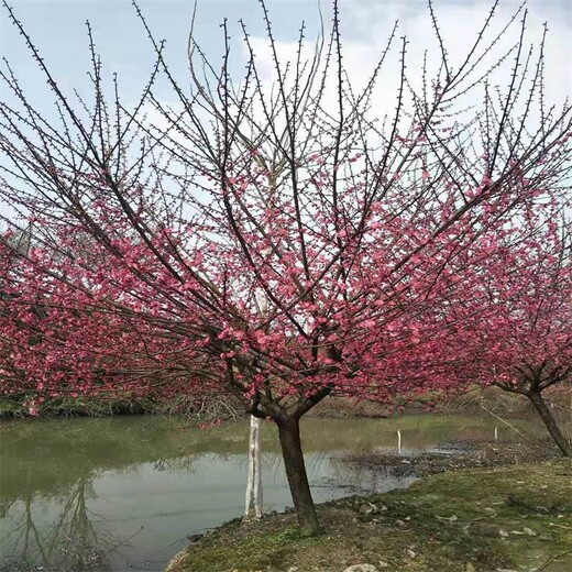 紅梅花種植基地、地徑5-6-7-8-9-10公分紅梅樹原來這么便宜、你看