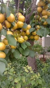 泰安杏樹苗種植管理