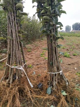 山東蘋果樹苗基地