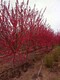 src=http___oss.huangye88.net_live_user_387550_1534940659098296300-0.jpg&refer=http___oss.huangye88[1]