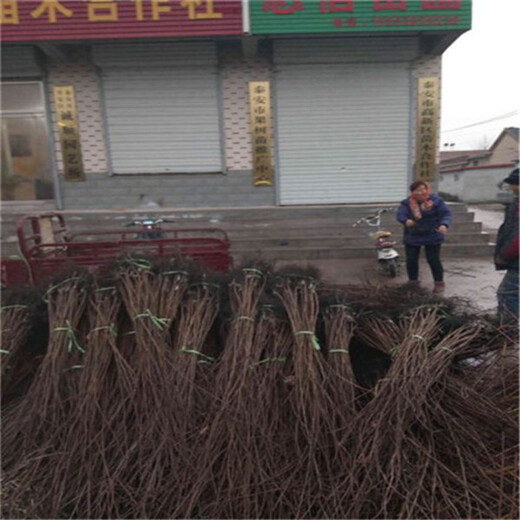 泰安柿子樹苗基地