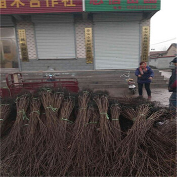 泰安柿子樹苗種植管理