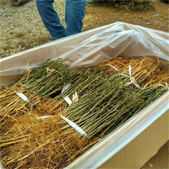 山東枳殼苗量大