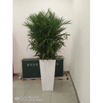 金融街花卉绿植租摆金融街出租绿植多少钱一天