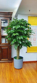 北京花卉綠植租擺北京花卉綠植出租北京租賃綠植公司