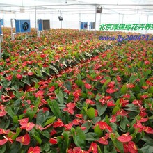 朝陽(yáng)花卉盆景租擺，朝陽(yáng)花卉綠植盆栽租擺出租服務(wù)圖片