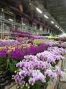 豐臺(tái)辦公花卉出租豐臺(tái)花卉綠植租擺租賃公司