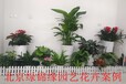 中關村花卉綠植租擺，中關村花卉綠植出租價格