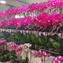 辦公花卉租賃辦公花卉綠植出租北京花卉綠植公司