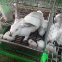 伊拉种兔养殖价格商品兔出售多少钱一只