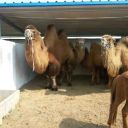 双峰骆驼养殖价格展览租赁多少钱一天