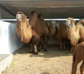 双峰骆驼养殖价格展览租赁多少钱一天