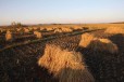 哈尔滨常年出售大量俄罗斯进口大豆